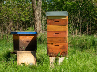 Bee hives among trees.