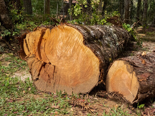 Large tree cut recently, lying on the forest ground. 