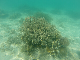 Underwater in the Indian Ocean. Coral reefs and their inhabitants. Azure clear water. Turquoise blue background.