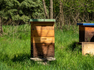 Bee hives among trees.