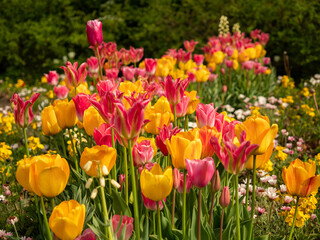 Obraz premium Multicolored tulips. Tulips of different colors. Flowerbed of tulips.