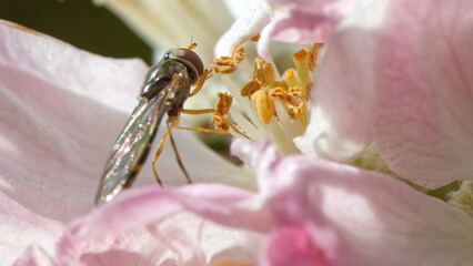 syrphe  - pommier -  Diptère -  Syrphidae, 