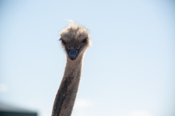 The head of an African ostrich against the sky