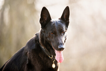 portrait of a black German Shepherd dog. Pet outdoors in the forest.