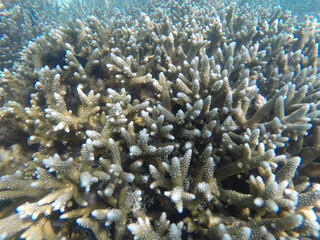 Naklejka na ściany i meble Deep in the Indian Ocean. Coral reefs and its inhabitants.