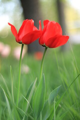 Obraz premium Blooming red tulips in the garden in spring. Bright flowers on the background of nature