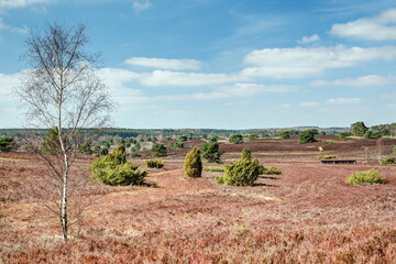 View over the Radebach valley in the nature reserve Lueneburger heath one of the largest contiguous and varied heathland in Central Europe.