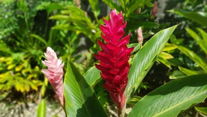 Alpinia purpurata red flower