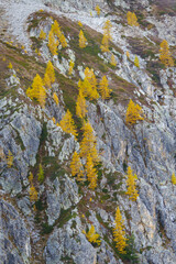 Obraz premium Colorful larch tree in autumn in the Italian Alps