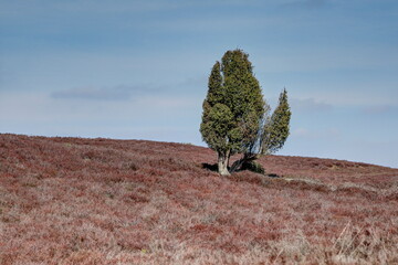 Single juniper in the heath landscape. The Lueneburg Heath Nature Park is home to many rare plants....
