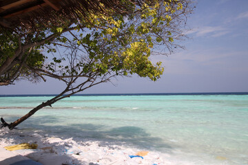 Maldives. A green tropical tree hangs over the Indian Ocean. Blue sky and turquoise blue ocean. Paradise corner.