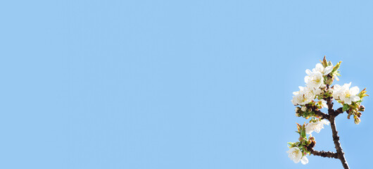 Spring banner with white cherry blossom on blue sky background