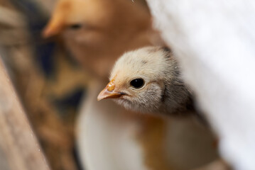 chicken peeking out of the box