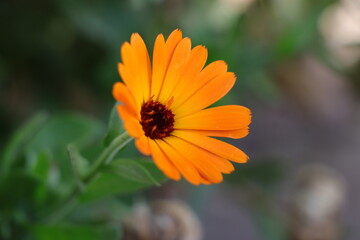 orange flower