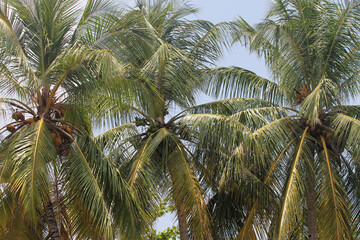 Fototapeta na wymiar Coconut tree against the blue sky