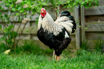 Ein weiß schwarzer Hahn steht im Garten