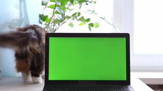Tricolor fluffy cat sits at home on table near window, with his back to camera, and then walks near a laptop with green screen, wagging his tail. The concept of modern technology and pets. Chroma Key