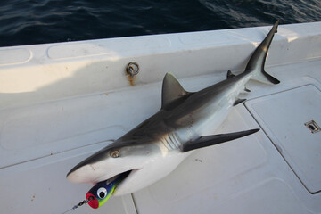 Maldives. Ocean fishing. We caught a shark. The shark is in the boat.