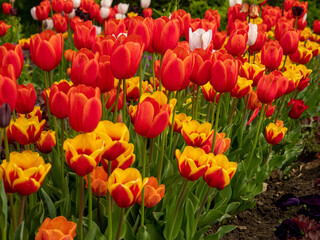 Multicolored tulips. Tulips of different colors. Flowerbed of tulips.