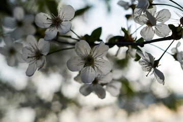 White blossom of cherry in April