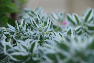 close up of a flower