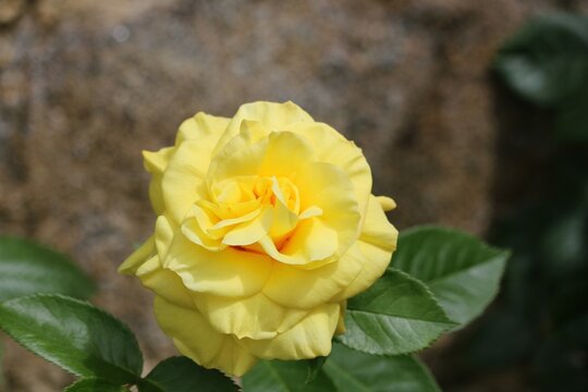Rose jaune