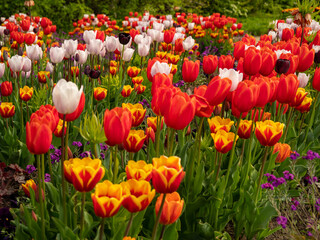 Multicolored tulips. Tulips of different colors. Flowerbed of tulips.