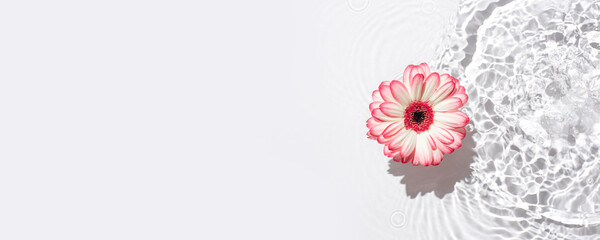 Sunny summer background with gerbera flower.