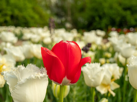Red and white tulips close up