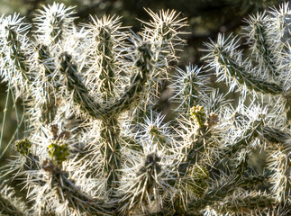 Sharp prickly cholla cactus growing in the garden