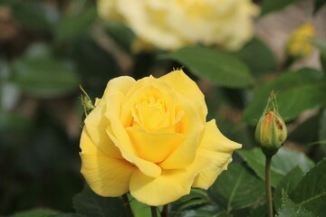 Rose jaune
