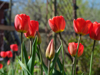 Red tulips growing in a garden