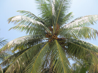 Fototapeta na wymiar Coconut tree against the sky