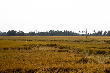 Brown paddy field with paddy