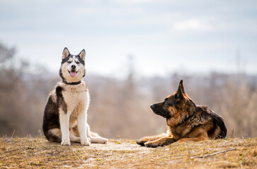 Husky and German Shepherd sit together on the background of nature. Dog friendship.