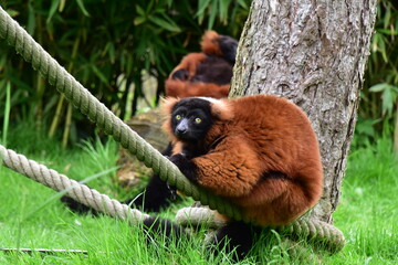 Lemur roux