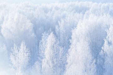 White forest in winter