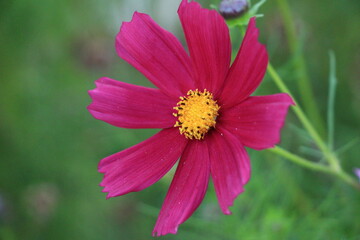 Obraz premium flower in the garden