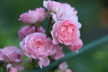 Naklejka na ściany i meble pink roses in garden