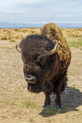 Buffalo at Rocky Mountain Arsenal National Wildlife Refuge, Colorado