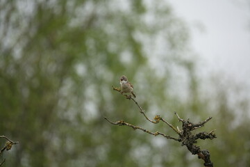 male common whitethroat (Sylvia communis) singing from the branch a of gnarly old decaying tree