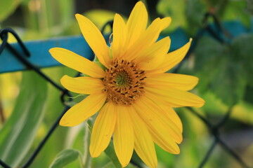 yellow flower in the garden
