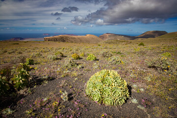 Dzika roślinność na Lanzarote © anettastar