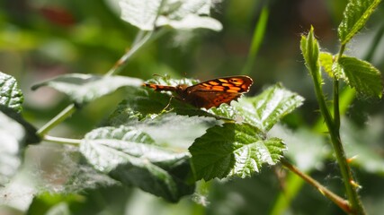 vista frontal de mariposa de color marrón y naranja sobre una zarza, lérida, españa, europa