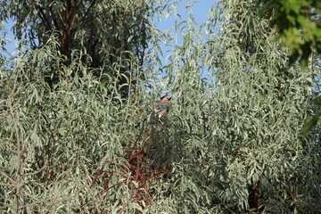 green moss on the ground