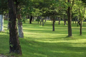 trees in the park