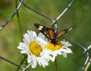 Yellow, orange and black butterfly (Actinote pellenea) on a daisy, on a sunny day. An iron fence behind it, and a garden.