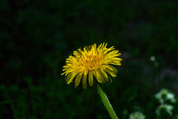 Yellow dandelion in grass with shadow. Close up yelow dandelion