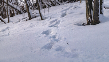 Animal footsteps in snow. Animal track in snow on the hill