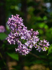 Branch of purple flowers in the garden. Branch of purple lilac in sunny day